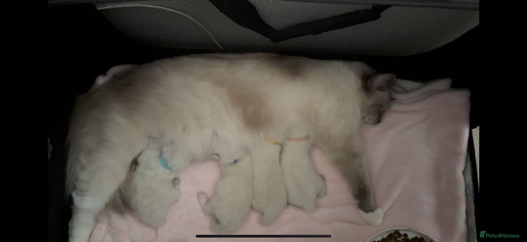 Ragdoll cats for sale:  gccf blue mitted girl champion lines 1 left  - Image 10