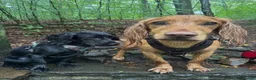 Cocker Spaniel dogs for sale: Stunning Working Cocker Spaniel puppies in Halifax - Advert 2