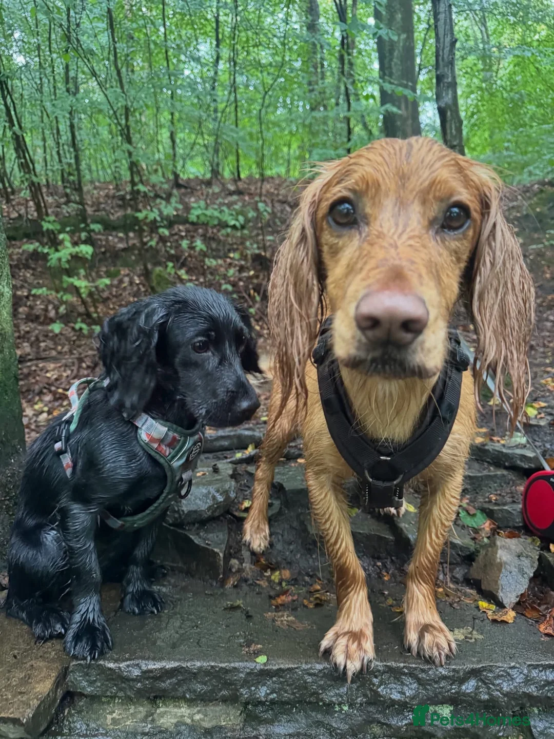 Cocker Spaniel dogs for sale: Stunning Working Cocker Spaniel puppies in Halifax - Advert 2