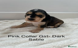 Cocker Spaniel dogs for sale: Beautiful Cocker Spaniel Puppies  - Image 5