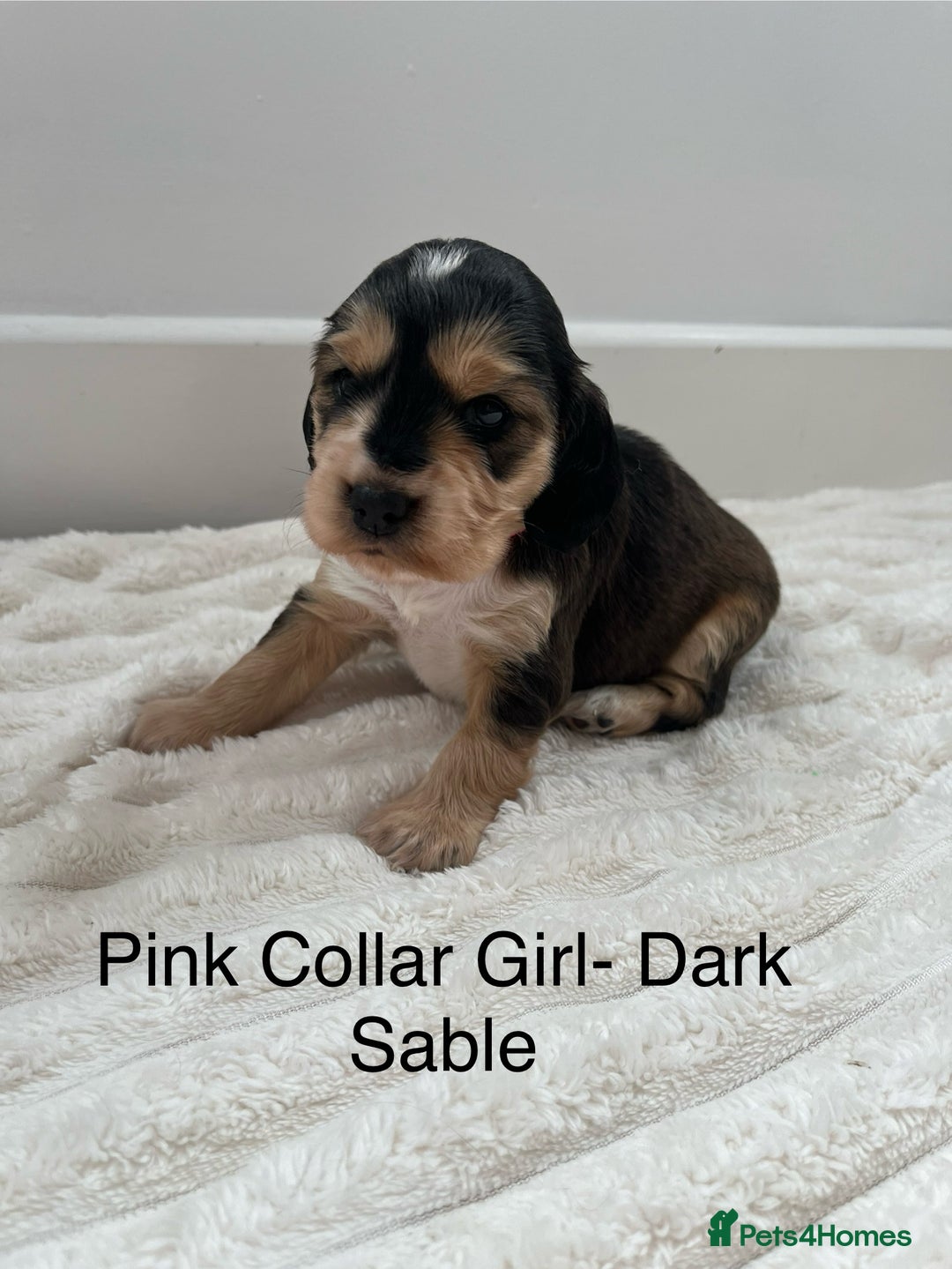 Cocker Spaniel dogs for sale: Beautiful Cocker Spaniel Puppies  - Image 5