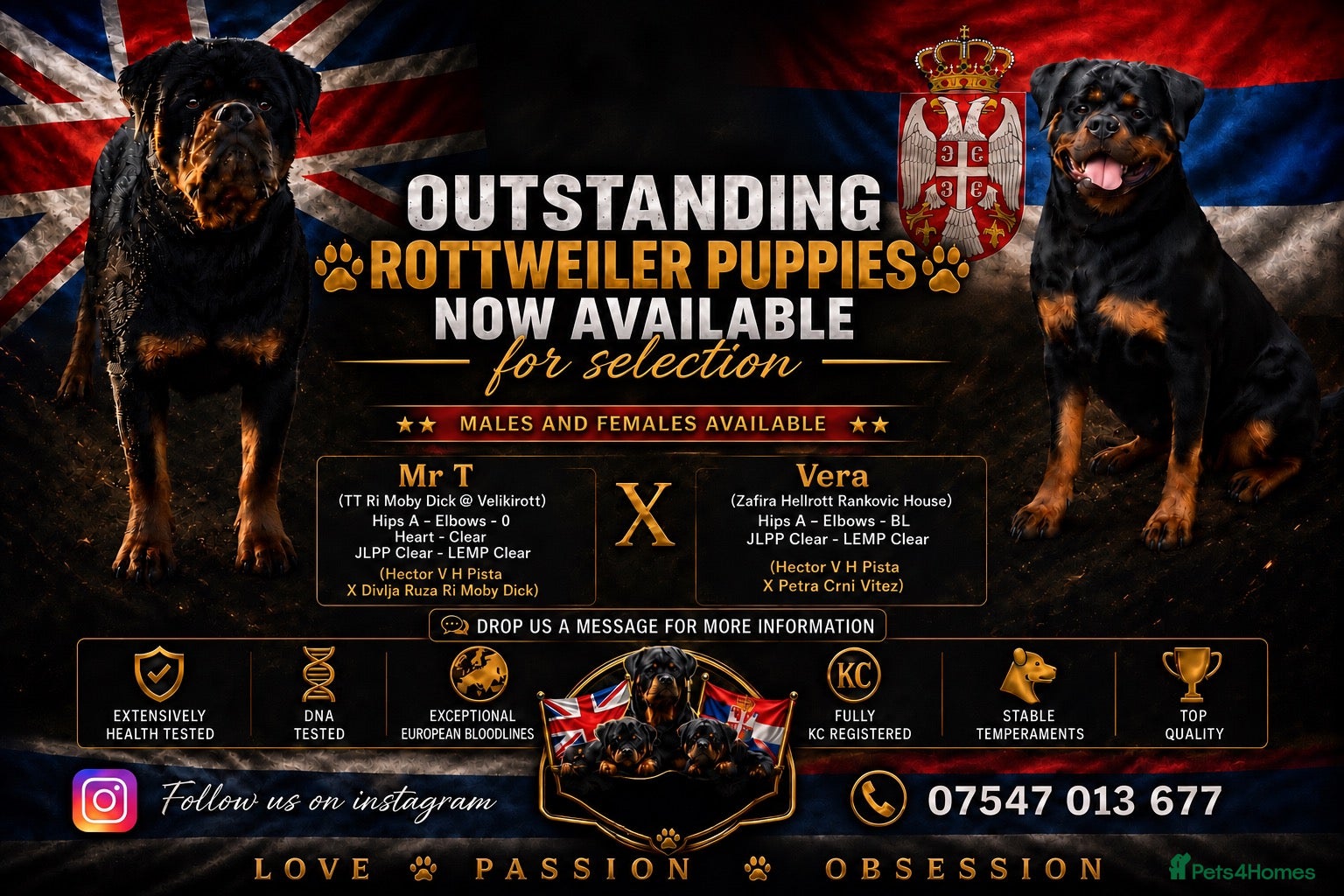 Rottweiler dogs ⭐️ Outstanding Rottweiler Puppies ⭐️ - Advert 8