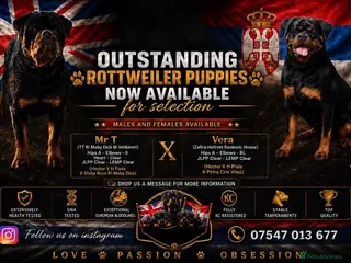 Rottweiler dogs ⭐️ Outstanding Rottweiler Puppies ⭐️ - Advert 8