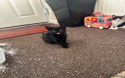Domestic Shorthair cats for sale: 4 beautiful kittens 3 female 1 male - Image 3