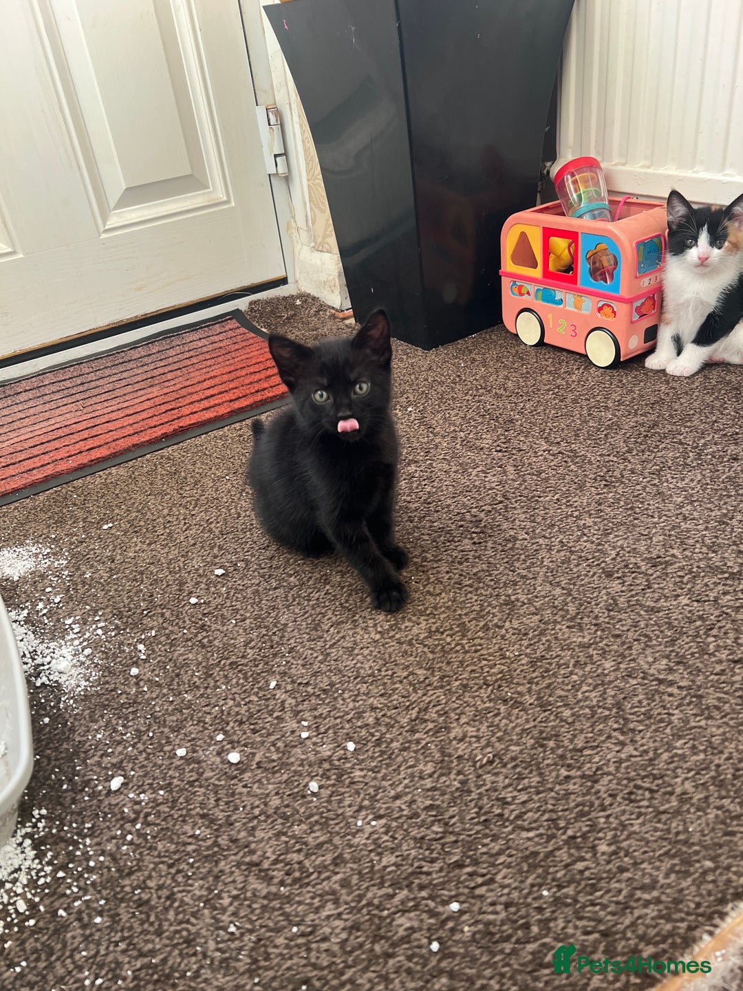 Domestic Shorthair cats for sale: 4 beautiful kittens 3 female 1 male - Image 3
