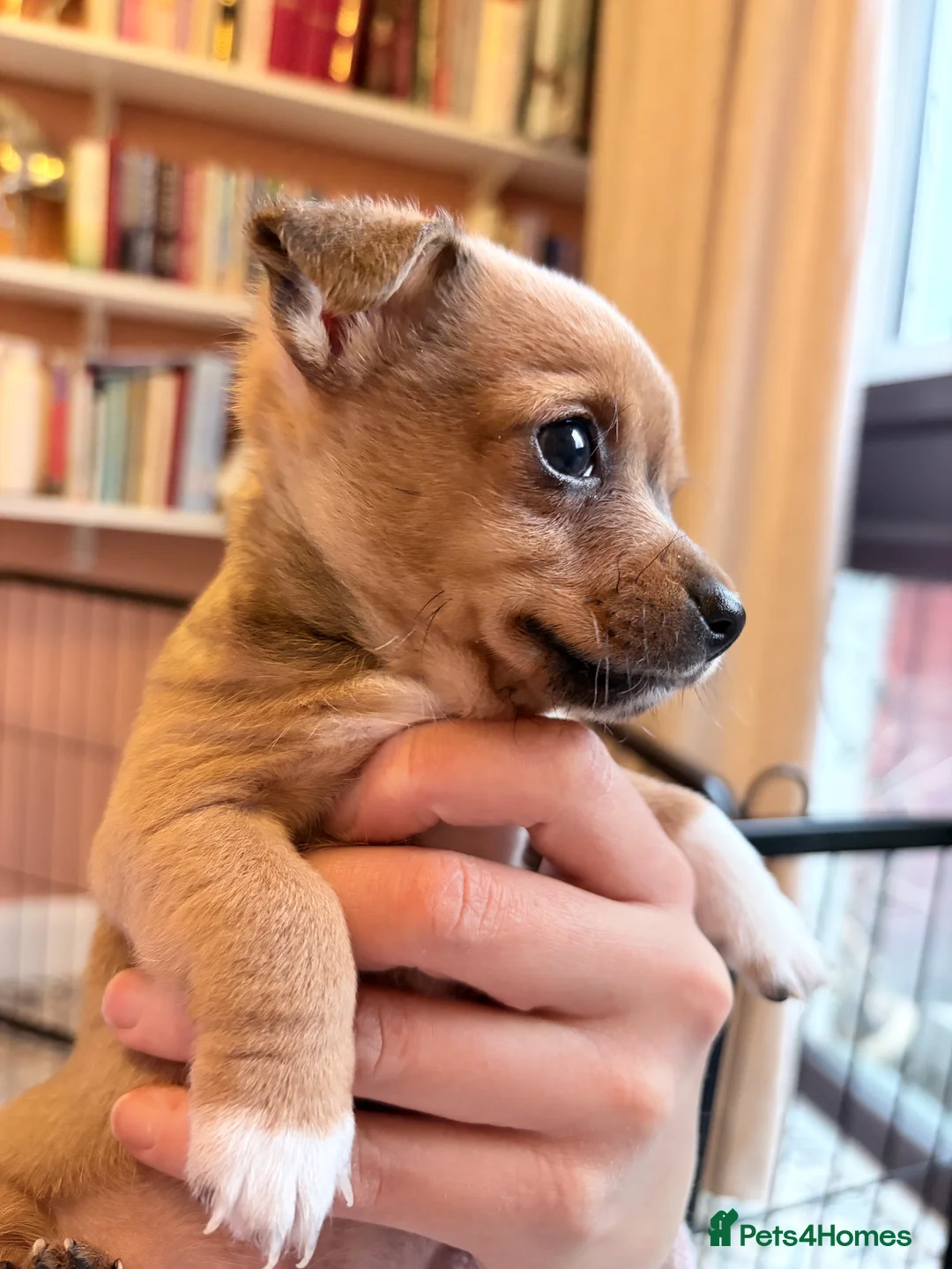 Mixed Breed dogs for sale: Chi-Jack-Weenie puppies - Advert 8