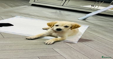 Golden Retriever dogs - Advert 3