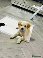 Golden Retriever dogs - Advert 3