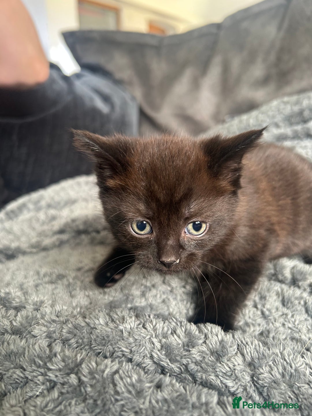 Mixed Breed cats for sale: Beautiful mixed kittens  - Image 5