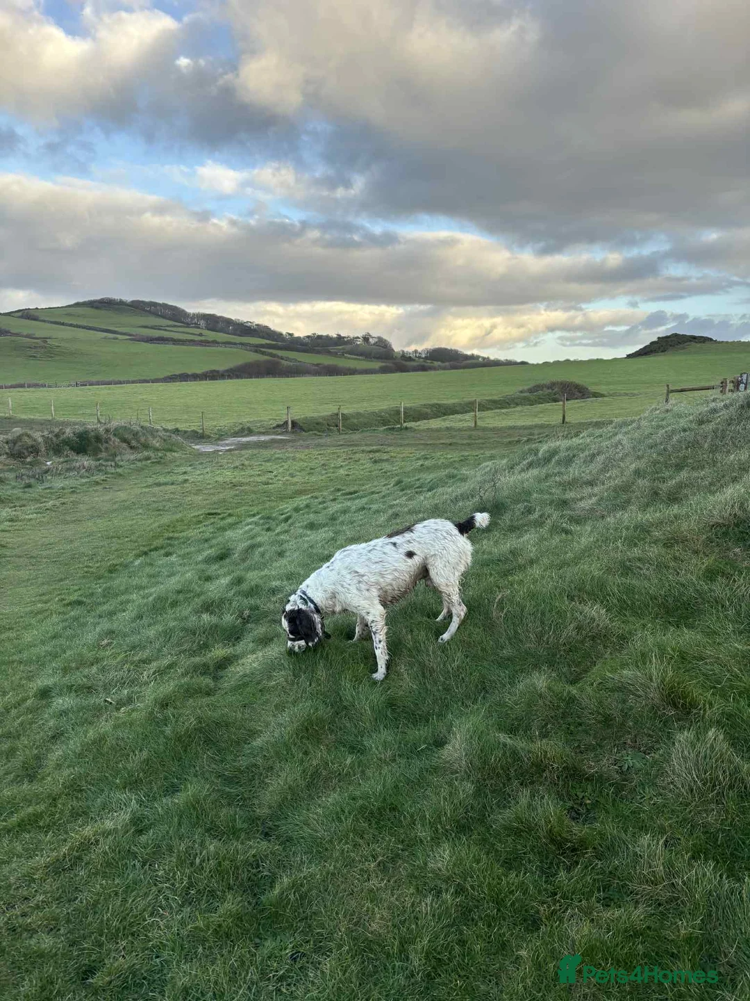 Mixed Breed dogs for adoption: Lemmy is a typical Springer spaniel 5 years old - Advert 5