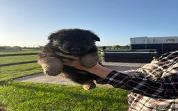 German Shepherd dogs for sale: Litter of German shepherd puppies for sale - Image 10