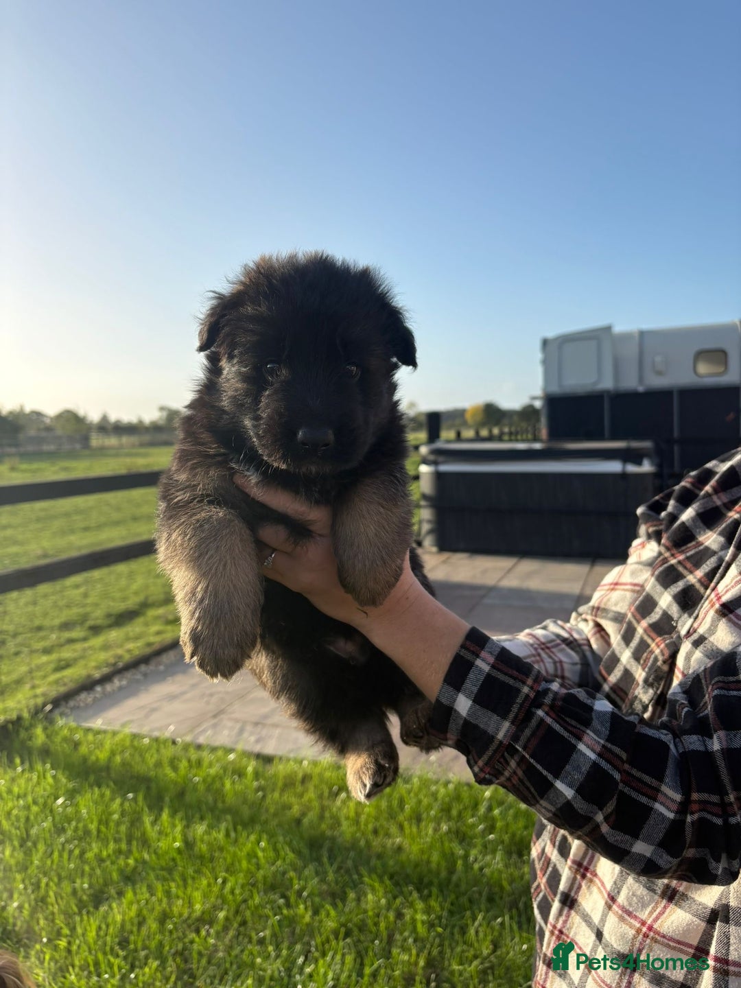 German Shepherd dogs for sale: Litter of German shepherd puppies for sale - Image 10