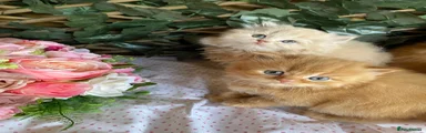 British Longhair cream boy 