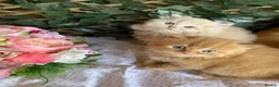 British Longhair cats for sale: British long and shorthair kittens  - Advert 4