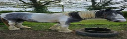 Other Breed horses for sale: Maxi cob type gelding  - Advert 10