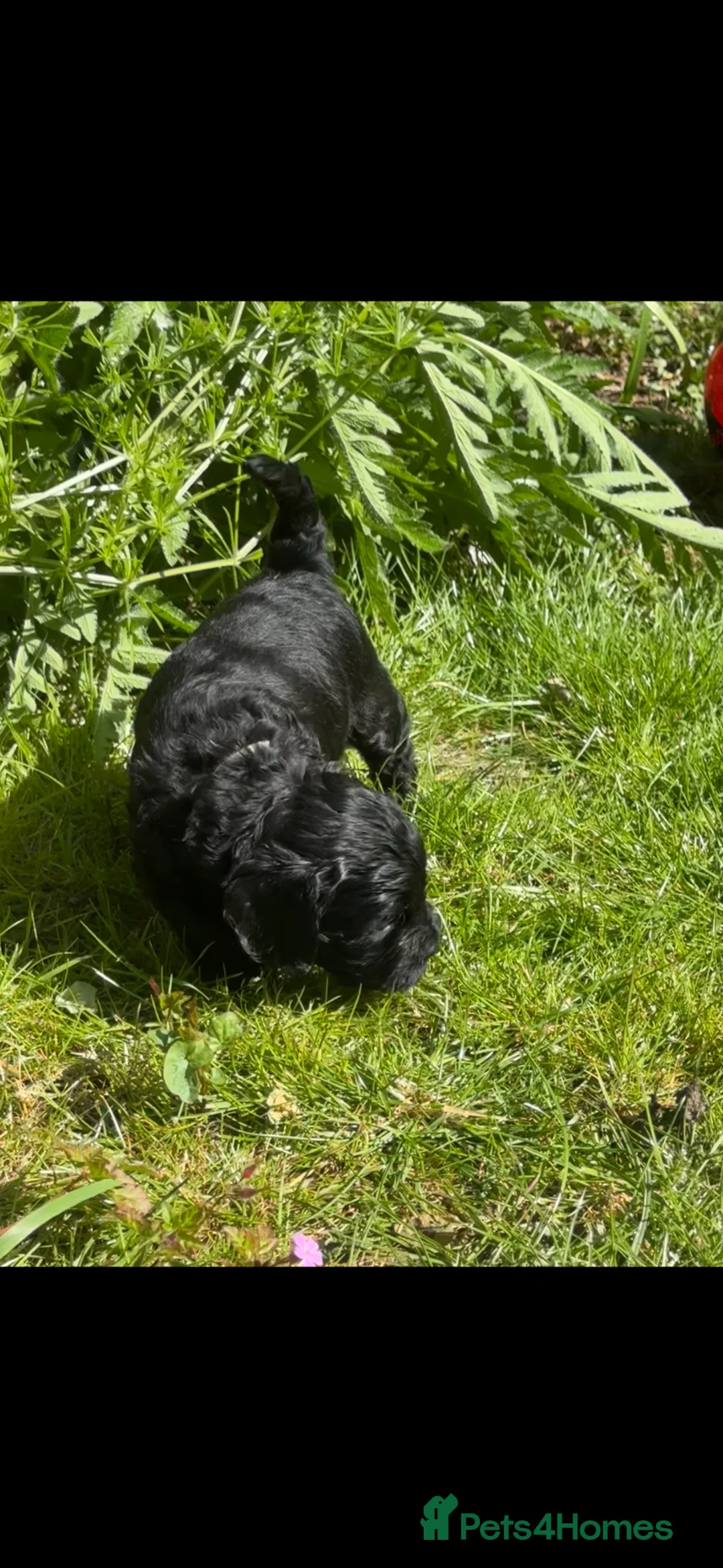 Cockapoo dogs for sale: Gorgeous F1 cockapoo puppies  - Advert 2