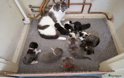 Mixed Breed cats for sale: Beautiful litter of 5 kittens  - Image 1
