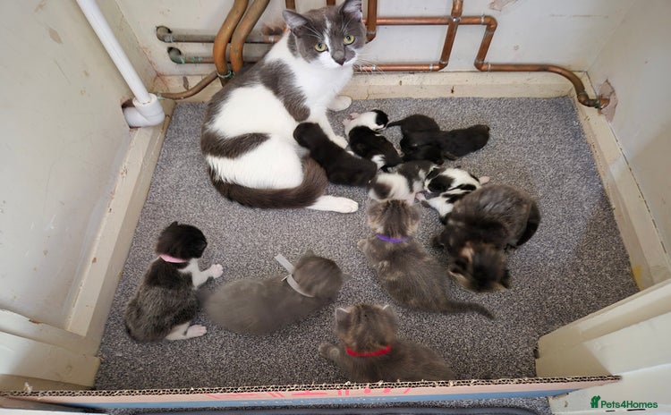 Mixed Breed cats - Advert 1