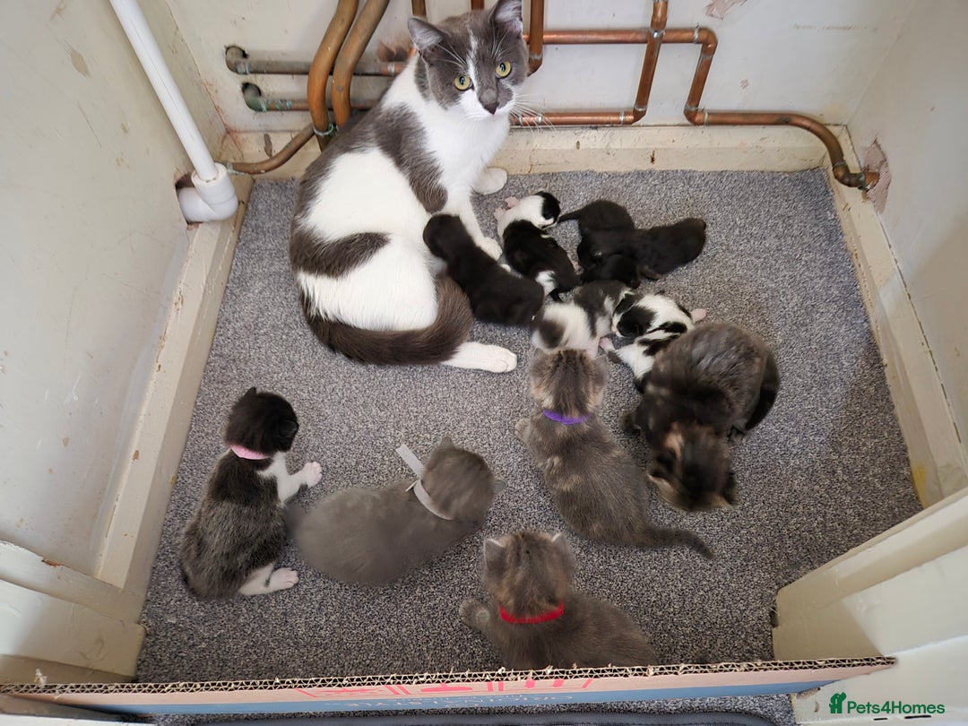 Mixed Breed cats for sale: Beautiful litter of 5 kittens  - Image 1