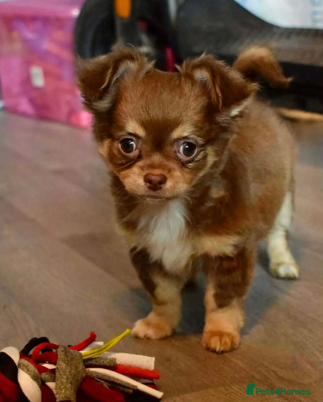 Chihuahua dogs for sale: Buitfull Litter of long coat chihuahua  - Advert 7