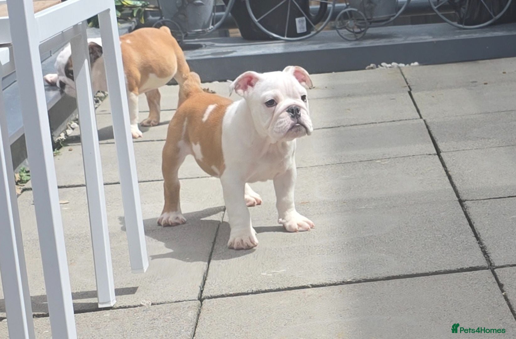 English Bulldog dogs English bulldog pups kc reg (READY NOW)   - Advert 4