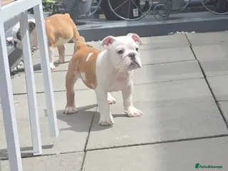 English Bulldog dogs English bulldog pups kc reg (READY NOW) - Advert 11