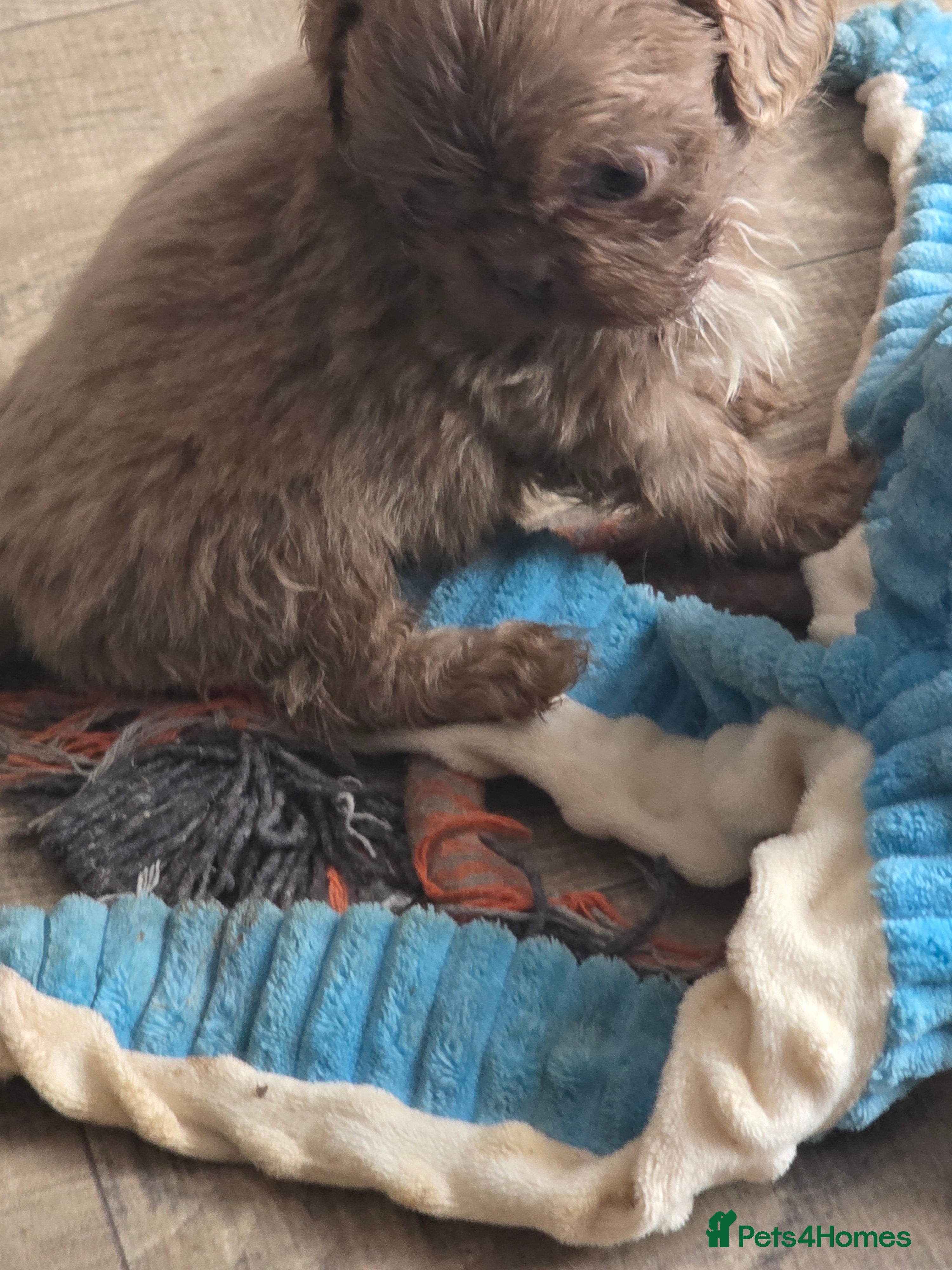 Shih Tzu dogs Amazing imperial shih tzu puppies  - Advert 2