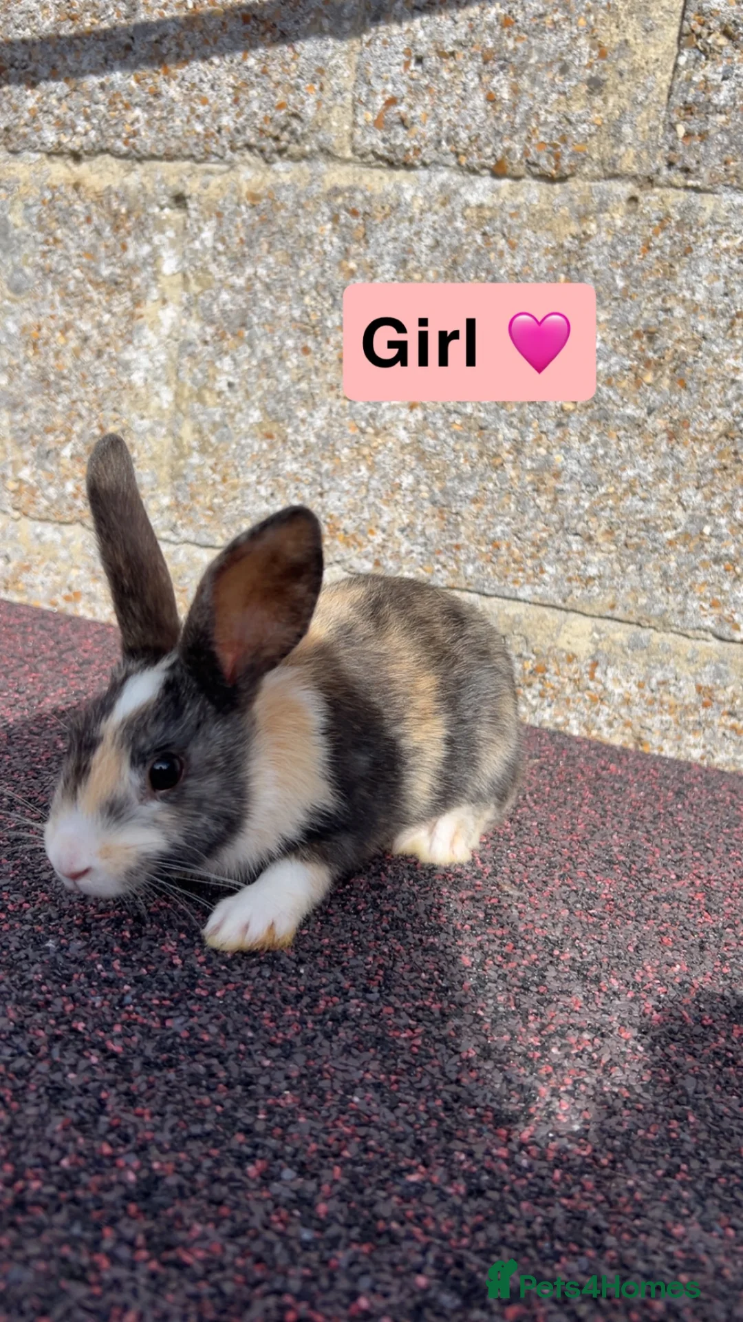 Mixed Breed rabbits for sale: Baby rabbits  in Hythe - Advert 1