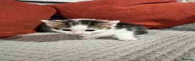 Mixed Breed Kitten 2