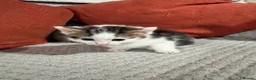 Mixed Breed cats for sale: 2 Females - Advert 3