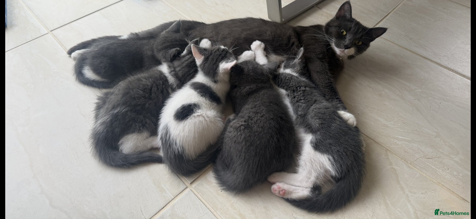 Mixed Breed cats Cutest kittens are looking for a new home - Advert 3