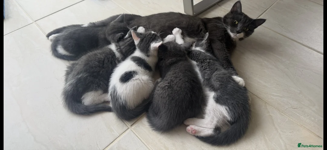 Mixed Breed cats for sale: Cutest kittens are looking for a new home - Advert 2