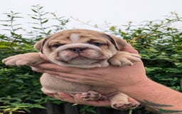 English Bulldog dogs for sale: English Bulldog Puppies  - Advert 34