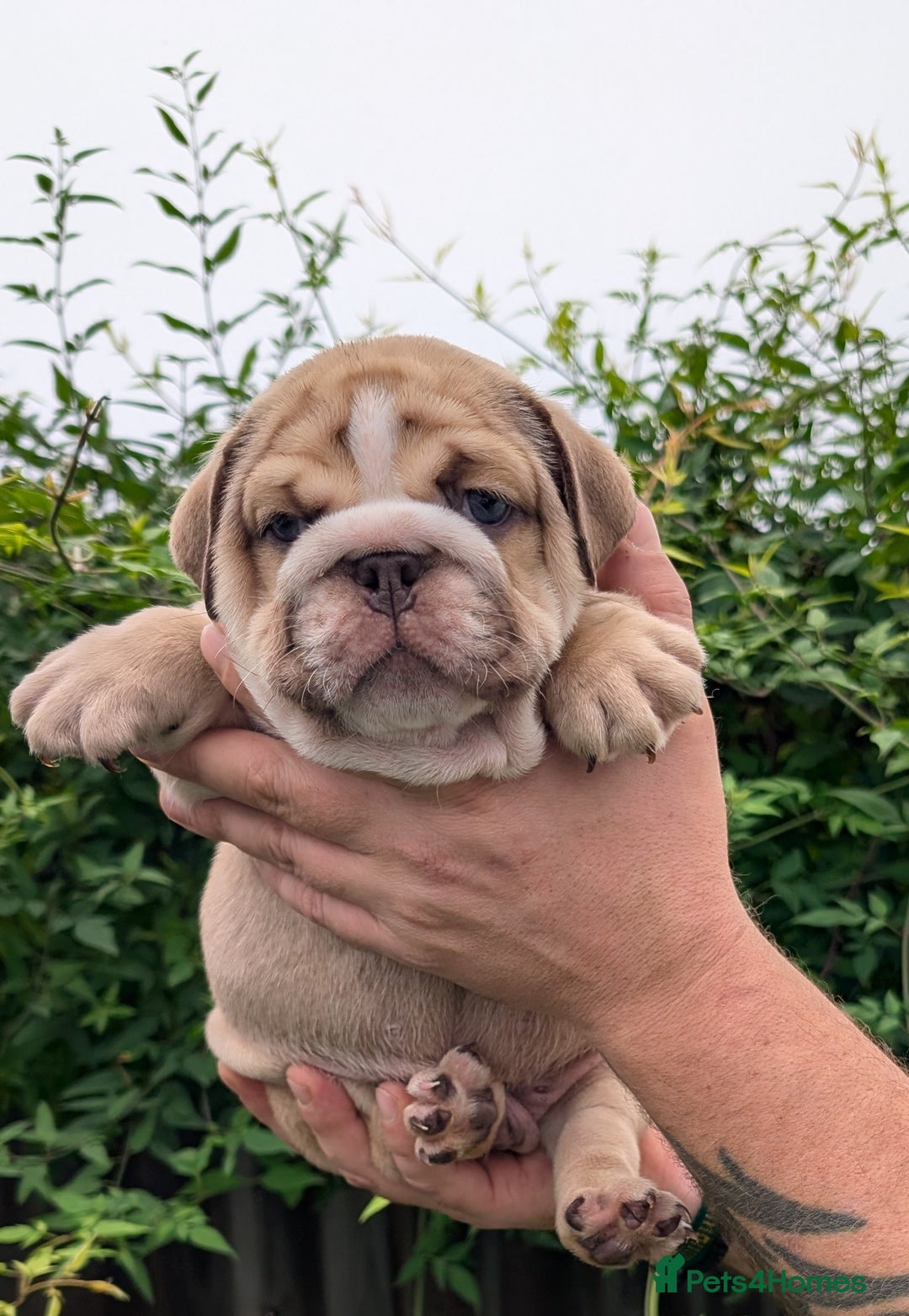 English Bulldog dogs for sale: English Bulldog Puppies  - Advert 34