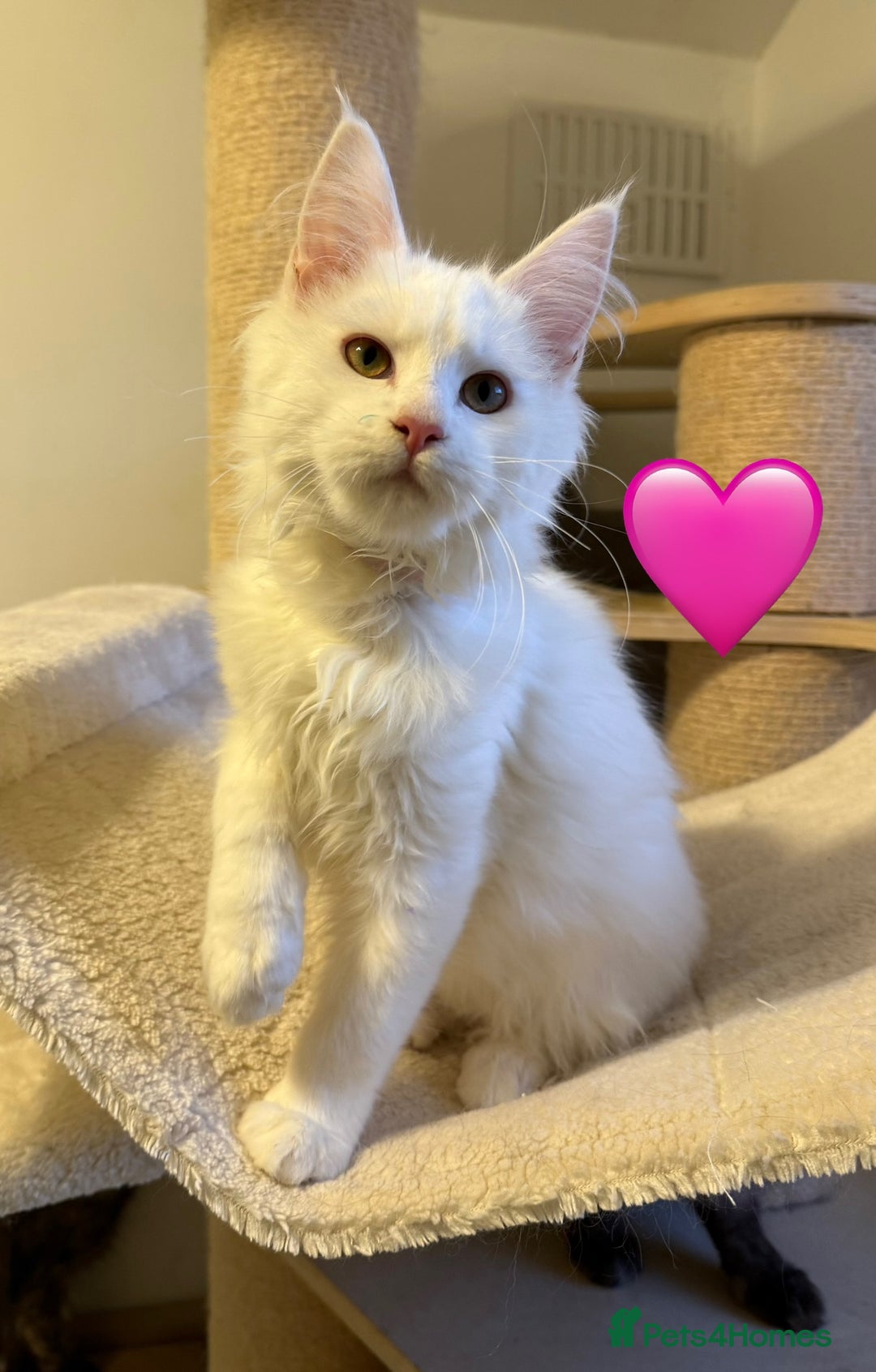 Maine Coon cats for sale: Large Maine coon kittens  - Advert 5