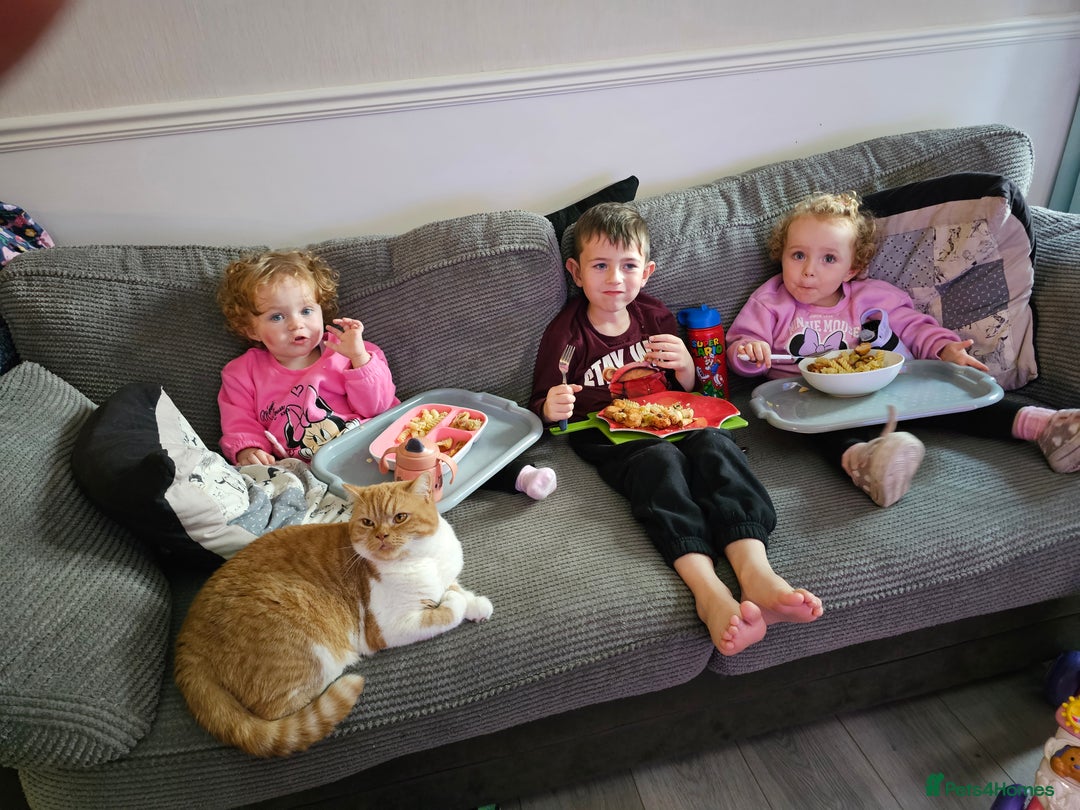 British Shorthair cats for sale: ginger female British short hair ❤️❤️ - Image 11