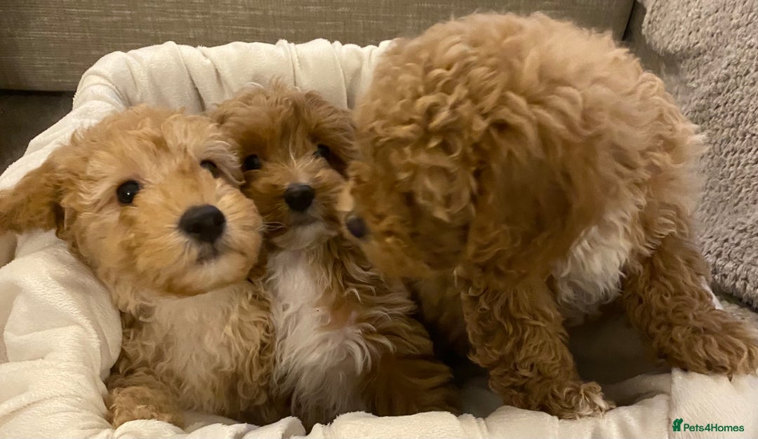 Cavapoo dogs for sale: RED & WHITE CAVAPOO PUPPIES TOP QUALITY BREEDER - Advert 29
