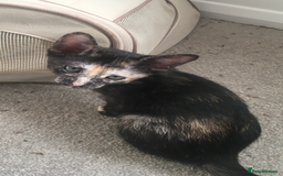 Oriental cats for sale: Oriental x Sphynx kittens  - Image 5