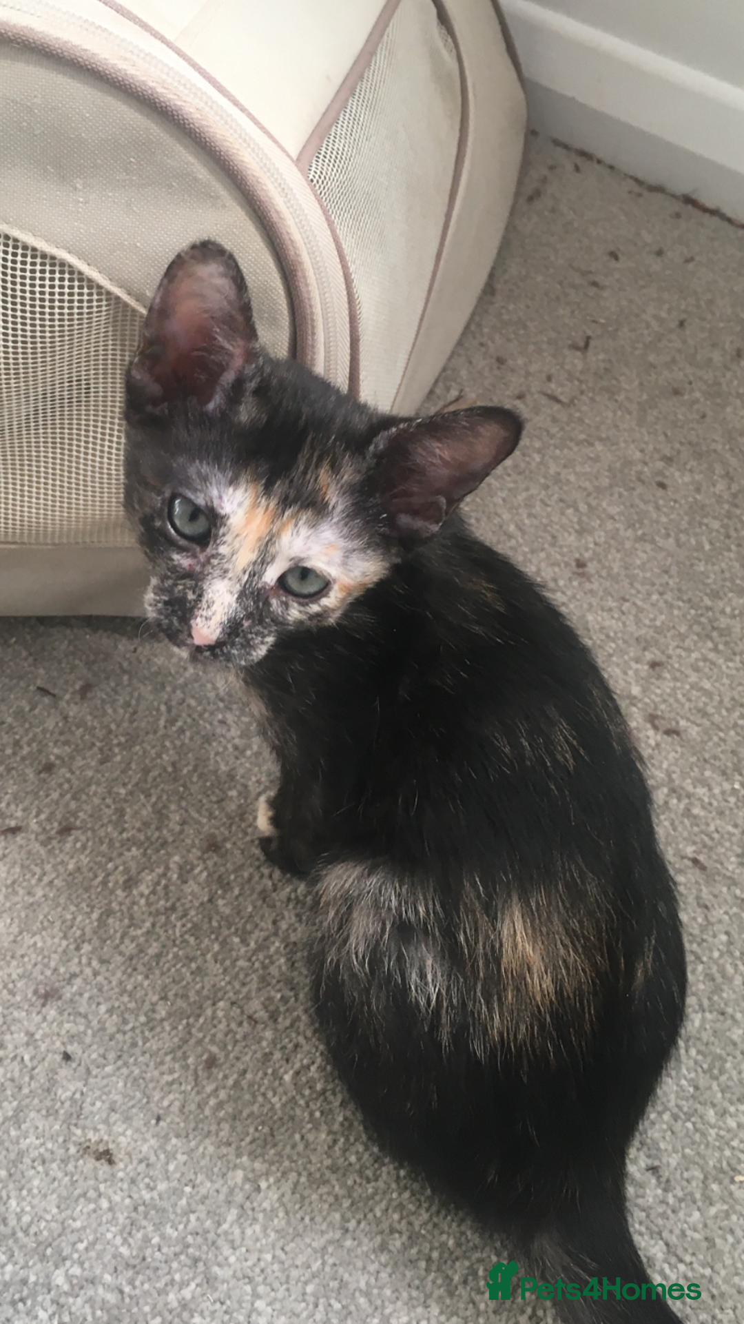 Oriental cats for sale: Oriental x Sphynx kittens  - Image 5