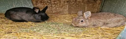 Mixed Breed rabbits for sale: Gorgeous pair of mixed breed girls- Dutch x Dwarf - Advert 3