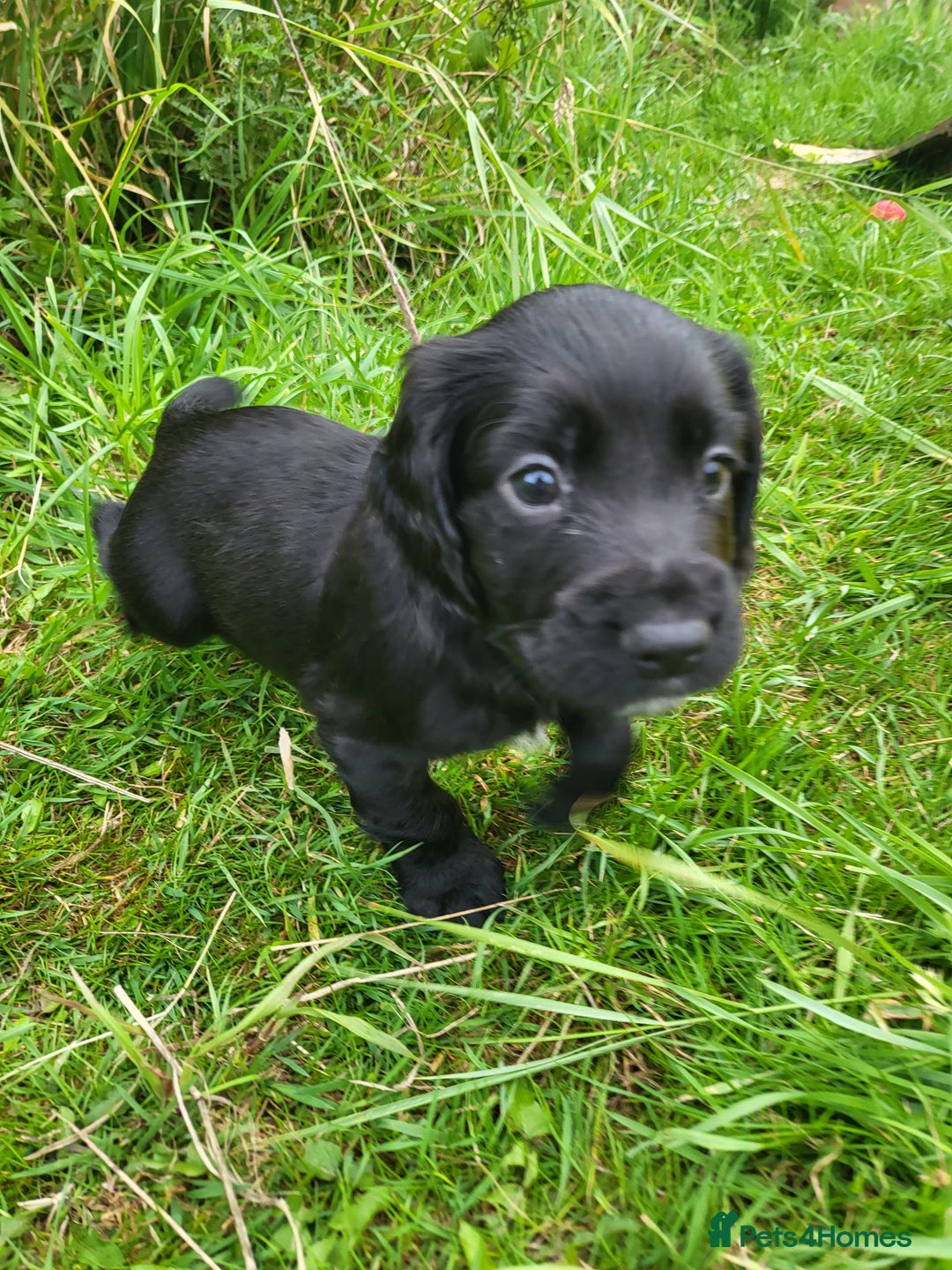 Cocker Spaniel dogs for sale: Working cocker spaniel puppies 2 black boys left.  - Image 15