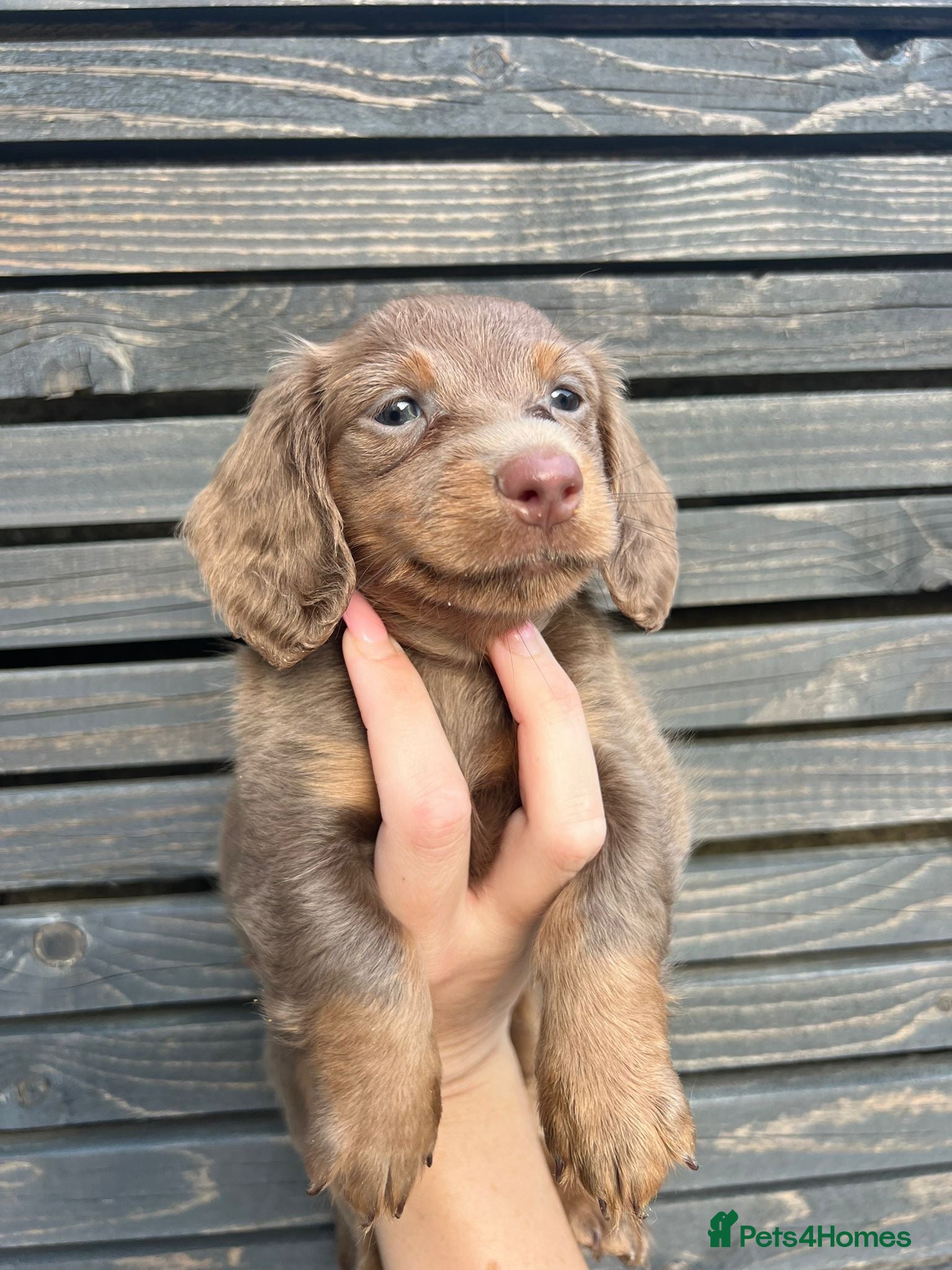 Miniature Dachshund dogs READY TO LEAVE unreal long hair KC reg STUNNING💙 - Advert 8