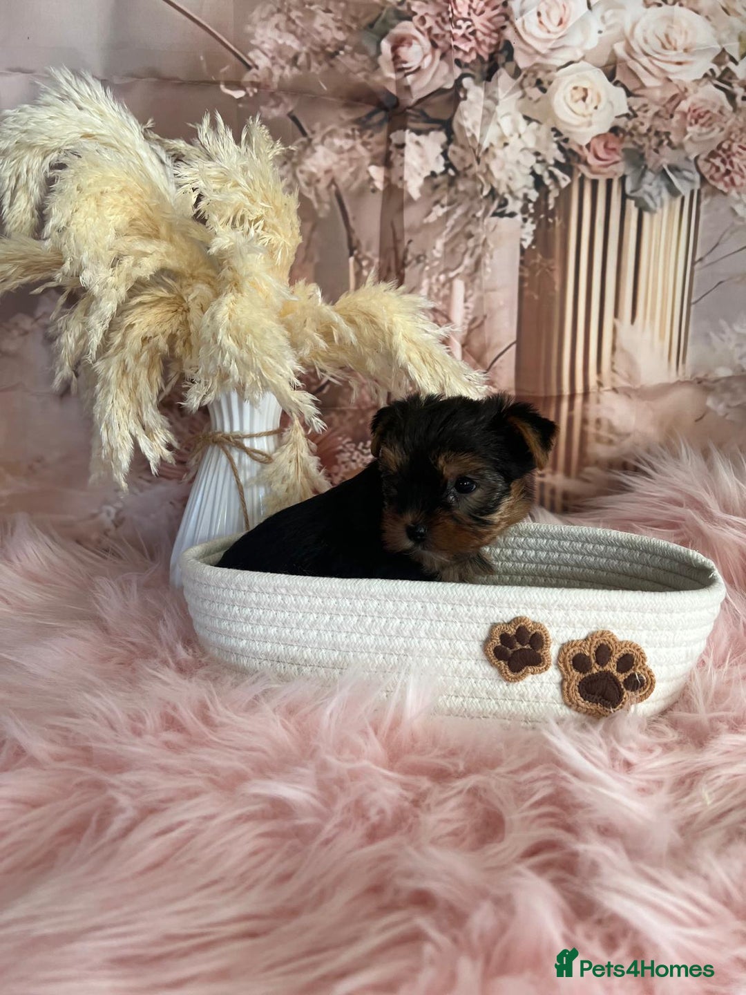 Yorkshire Terrier dogs for sale: Our amazing five pups are fully registered - Advert 8