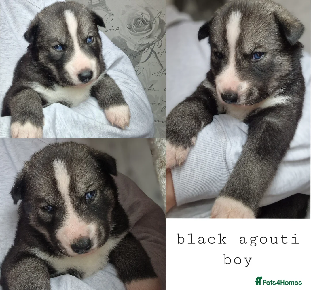 Siberian Husky dogs for sale: 1 beautiful girl left ❤️ ready now  - Advert 39