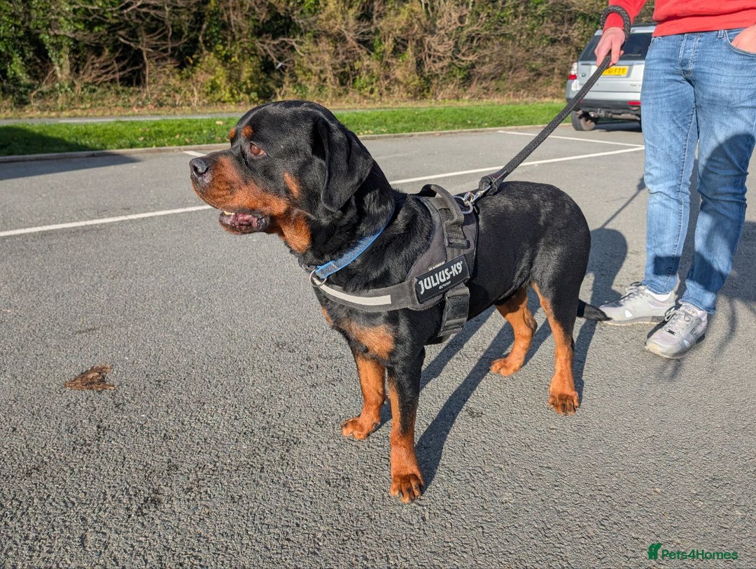 Rottweiler dogs for sale: 🐶 KC Rottweiler Puppies – German ADRK Bloodlines - Advert 5