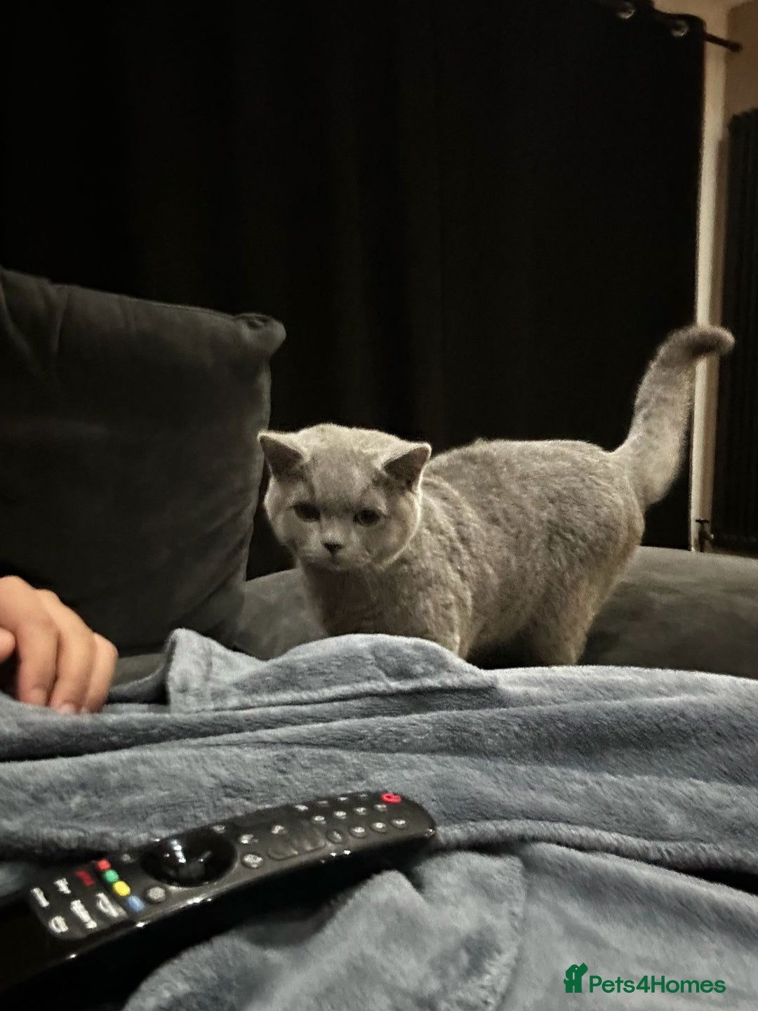 British Shorthair cats for sale: Male British short hair  - Advert 2