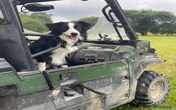 Border Collie dogs for sale: Border collie pups for sale  - Image 13