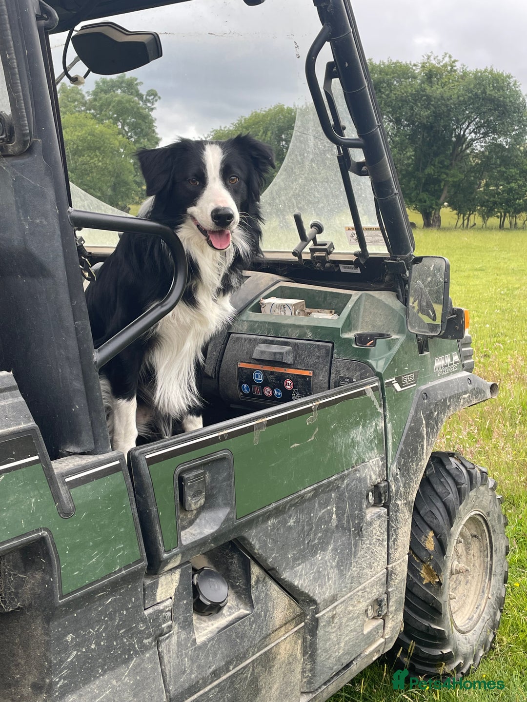 Border Collie dogs for sale: Border collie pups for sale  - Image 13