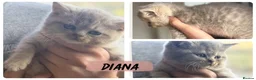 British Longhair cats for sale: Last boy Available- Golden Lilac BHS Ready Now !  - Advert 17