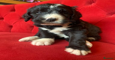 Bernedoodle dogs - Advert 7
